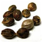Семена марихуаны АК-47  (Seeds AK-47) в Набережных Челнах
